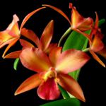 Orquídea Cattleya