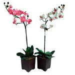 La orquídea no florece: ¿qué hacer? La orquídea no florece: ¿qué hacer?