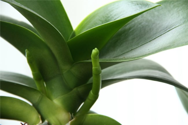 La orquídea no florece: ¿qué hacer? La orquídea no florece: ¿qué hacer?
