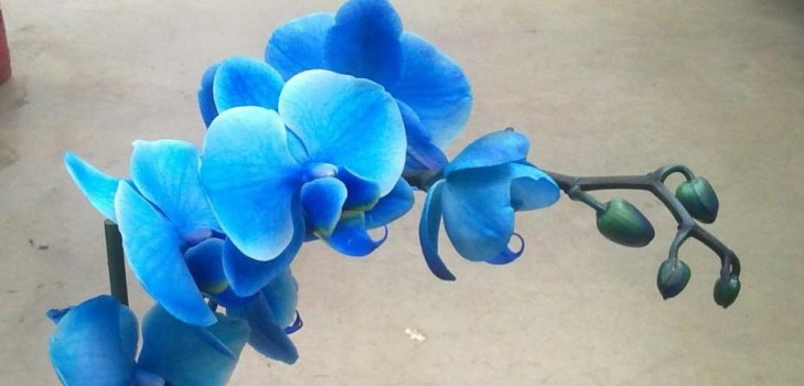 hermosa orquídea