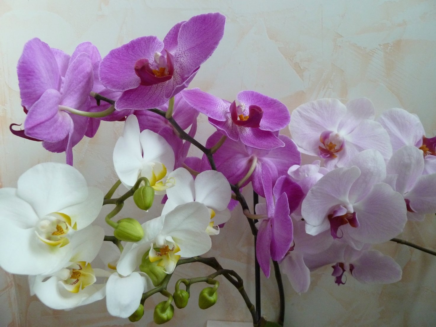 orquídea multicolor
