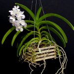 Orquídea Vanda
