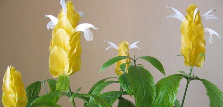 Pachistahis: foto y cuidado en casa