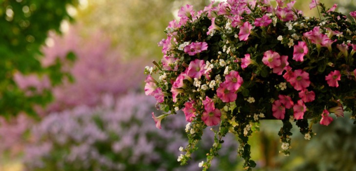 Plantando petunia y cuidándola