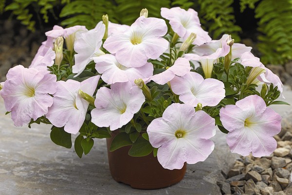 Plantando petunia y cuidándola