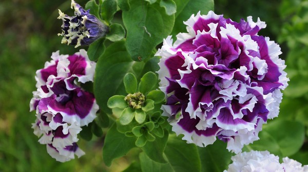 Plantando petunia y cuidándola