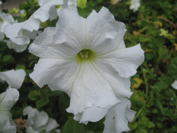 Plantando petunia y cuidándola