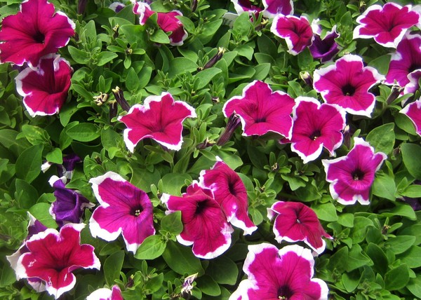 Plantando petunia y cuidándola
