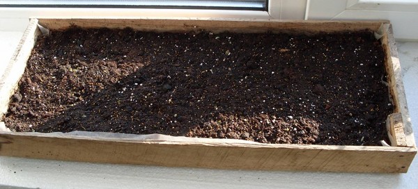 Plantando petunia y cuidándola