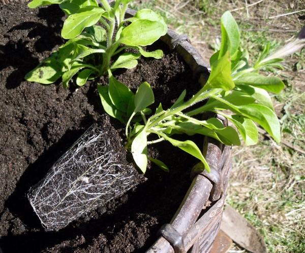 Plantando petunia y cuidándola