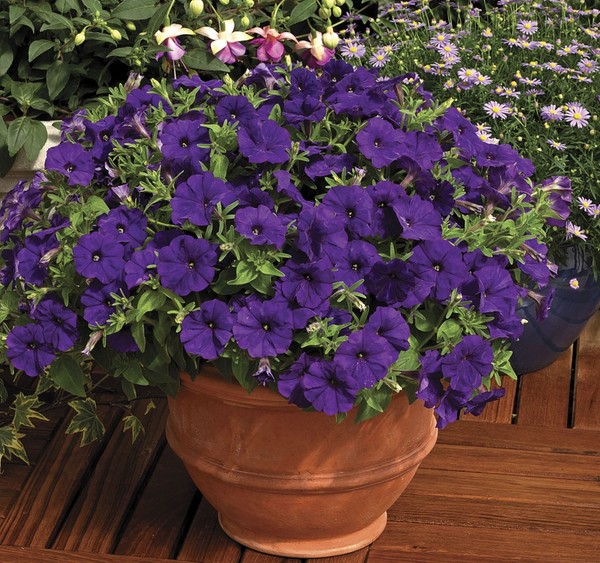 Plantando petunia y cuidándola