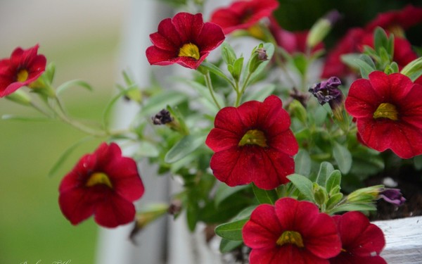 Plantando petunia y cuidándola