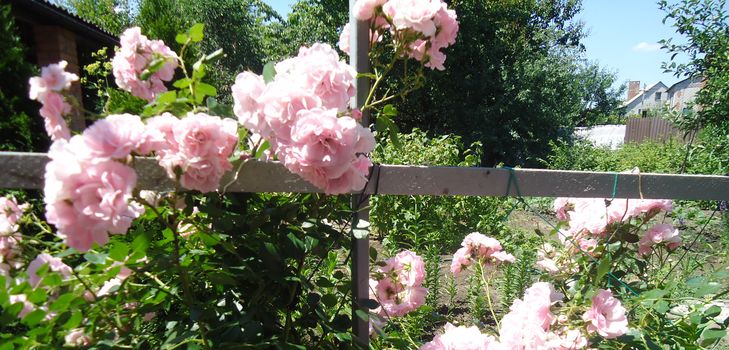 Plantación y cuidado de la rosa trepadora