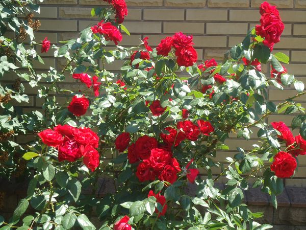 Plantación y cuidado de la rosa trepadora