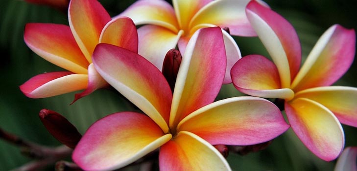 Plumeria: foto y cuidado en casa