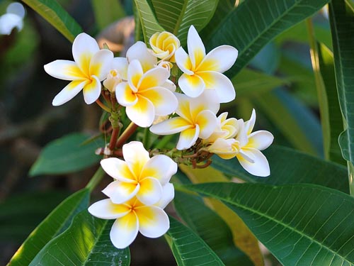 Reproducción de Plumeria