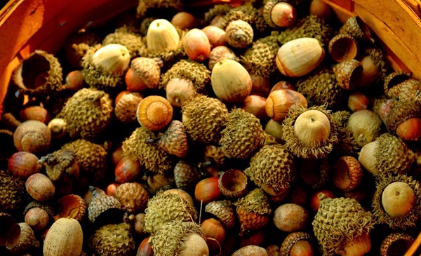 Artesanía de castañas sobre el tema de otoño
