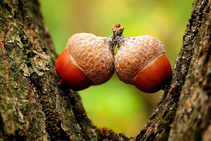 Artesanía de bellotas: ovejas, foto-instrucción