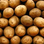 Preparación de patatas para plantar Preparación de patatas para plantar
