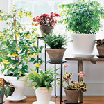 Plantas de interior útiles Plantas de interior útiles