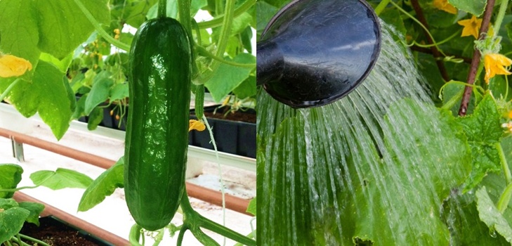 Jardinero de los trucos: las reglas de regar los pepinos en el campo abierto y el invernadero Jardinero de los trucos: las reglas de regar los pepinos en el campo abierto y el invernadero