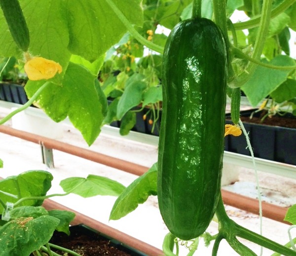 Jardinero de los trucos: las reglas de regar los pepinos en el campo abierto y el invernadero Jardinero de los trucos: las reglas de regar los pepinos en el campo abierto y el invernadero