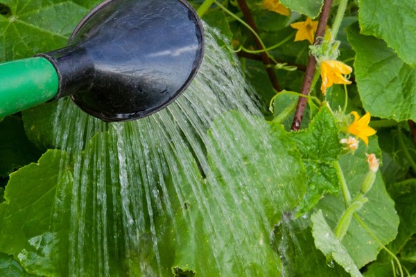 Jardinero de los trucos: las reglas de regar los pepinos en el campo abierto y el invernadero Jardinero de los trucos: las reglas de regar los pepinos en el campo abierto y el invernadero
