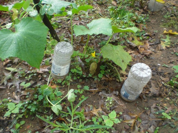 Jardinero de los trucos: las reglas de regar los pepinos en el campo abierto y el invernadero