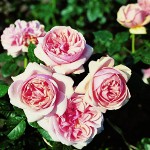 Rosas de riego