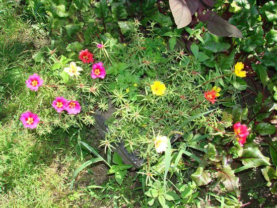 Cómo plantar y cultivar portolacus