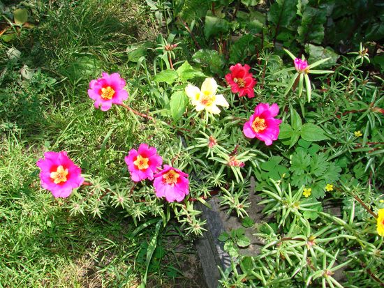 Cómo plantar y cultivar portolacus