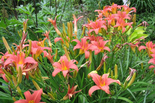 Plantando daylilies