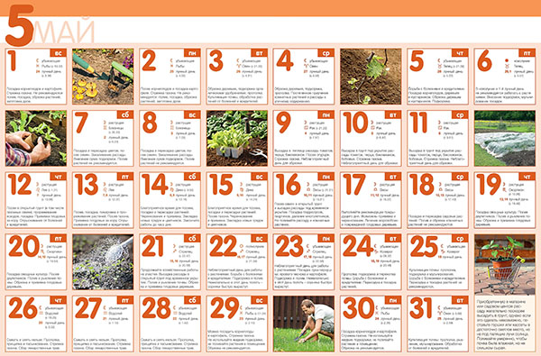 Calendario de siembra para mayo de 2017 - para un horticultor, jardinero, florista - lunar para las fases, en la mesa