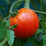 Correcto riego de tomates Correcto riego de tomates