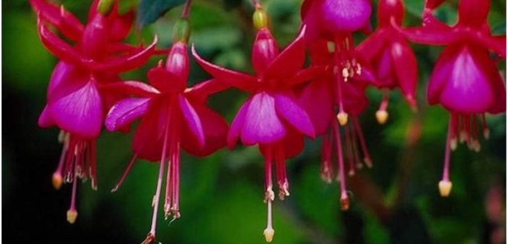flores fucsia
