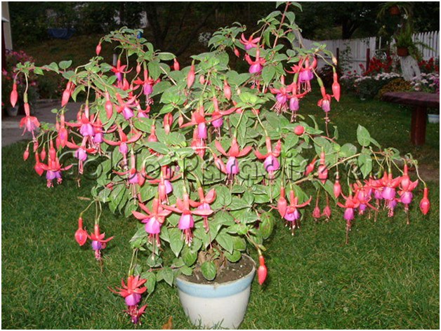 fucsia en una tina