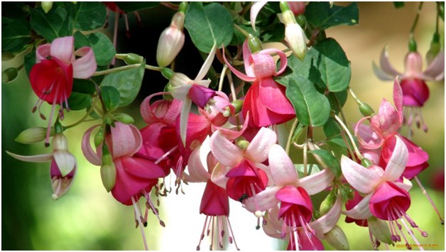 Cuidado apropiado para fucsia