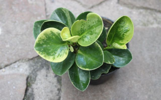 Peperomy hermosa - cuidado simple en casa (foto, video)