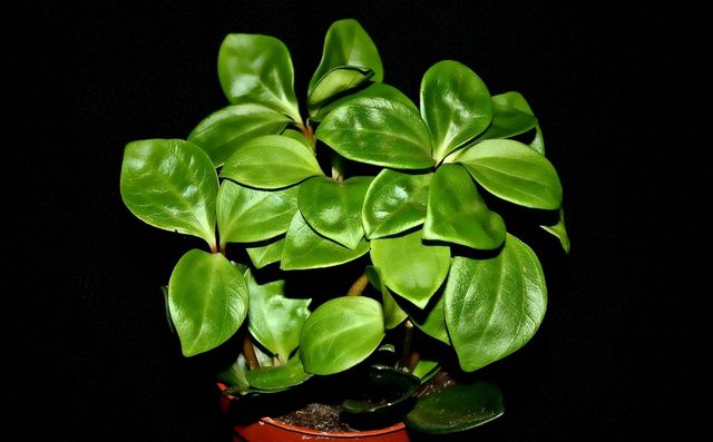 Cuidado para el pyperium