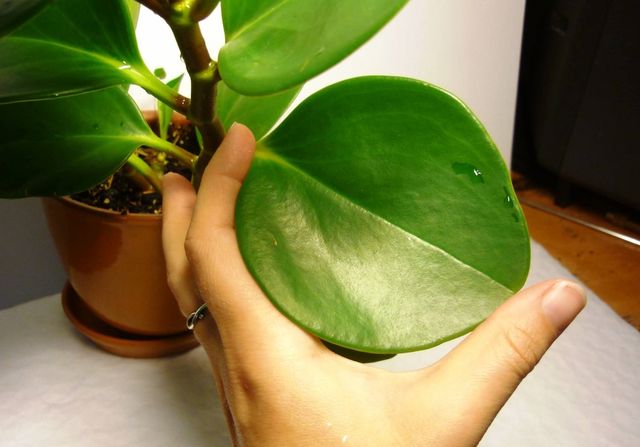 Cuidado para el pyperium