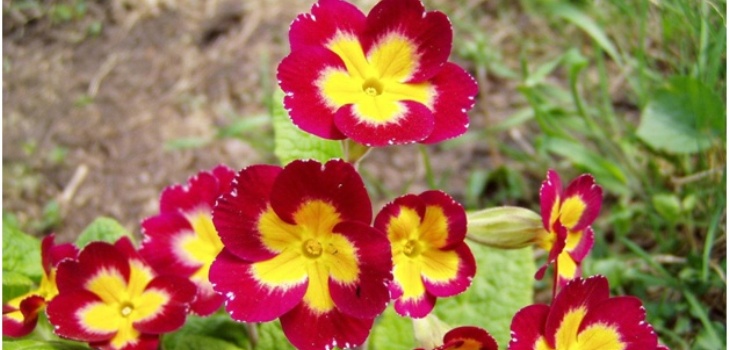 flores de primavera