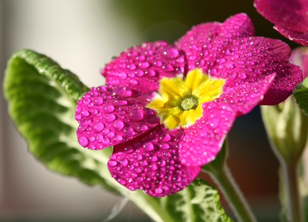 flor de primavera