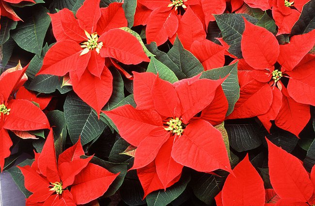 Poinsettia: la estrella de Navidad