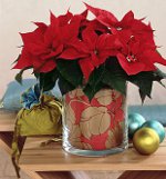Poinsettia: la estrella de Navidad Poinsettia: la estrella de Navidad