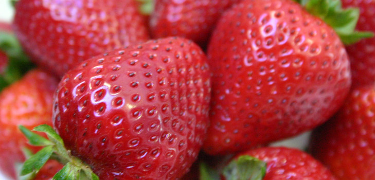 Fresas y semillero de la fresa