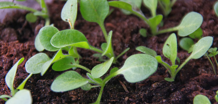 Plántulas de petunia