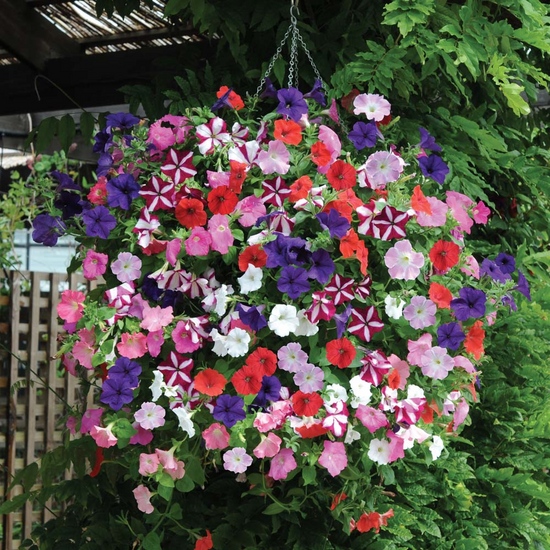 Plántulas de petunia