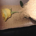 Plantas para herbario Plantas para herbario