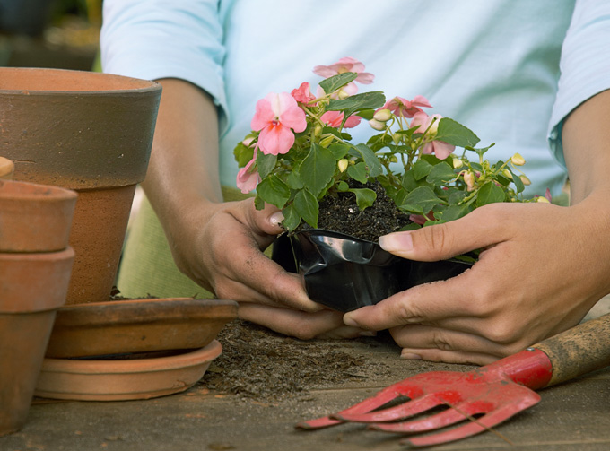 Clasificación de las plantas más sencillas