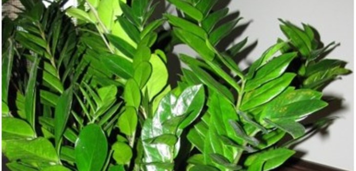 hojas de zamioculature